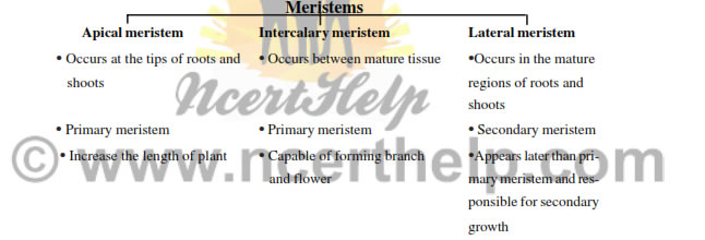 Meristematic tissues 